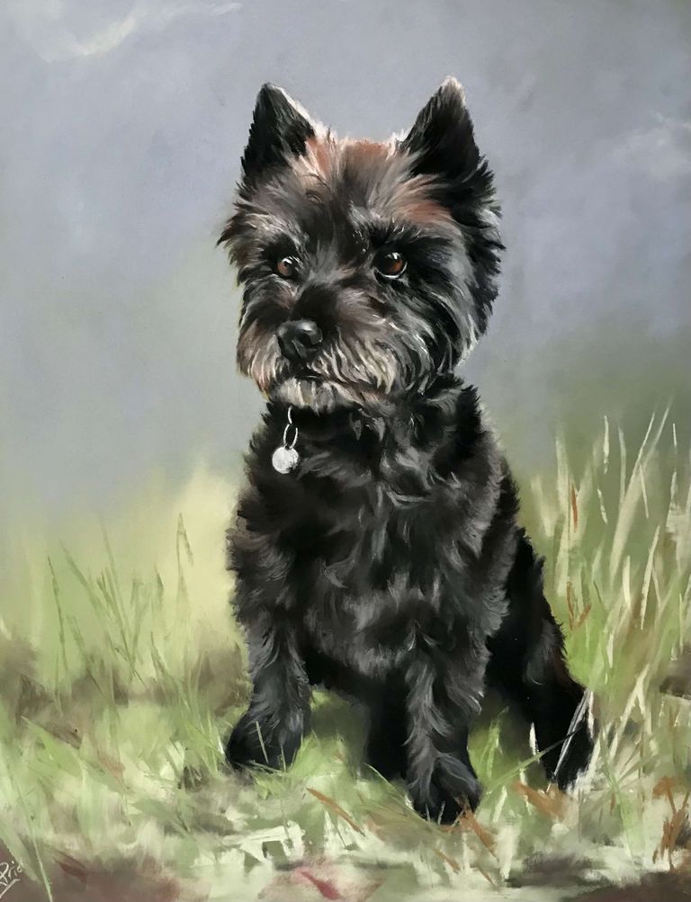 A pastel portrait of a Cairn Terrier