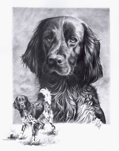 Dog Portrait in graphite pencil