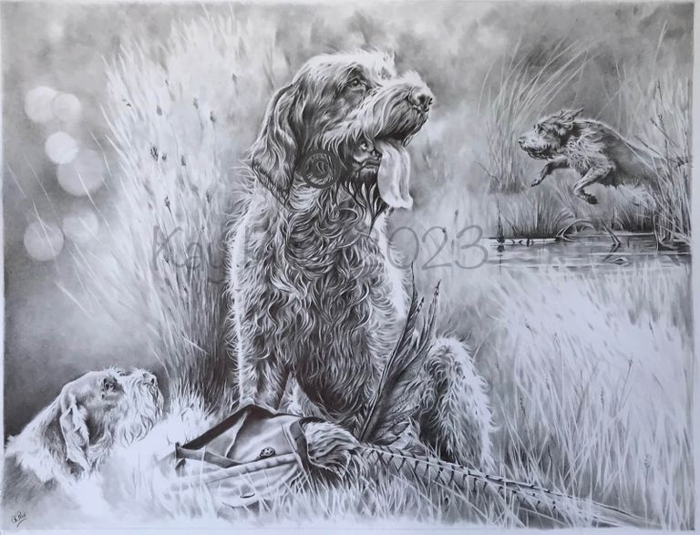 An Italian Spinone Portrait by Kay Prior