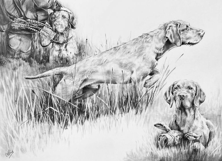 Hungarian Wirehaired Viszla drawing by Kay Prior